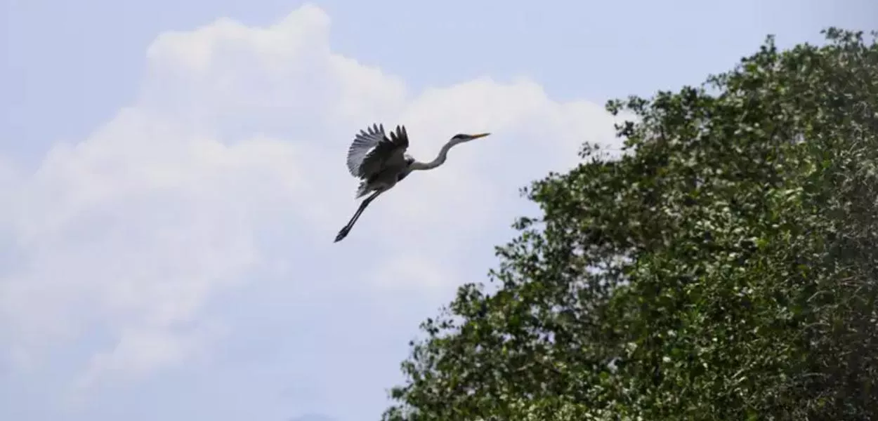 Garça-moura (Ardea Cocoi)