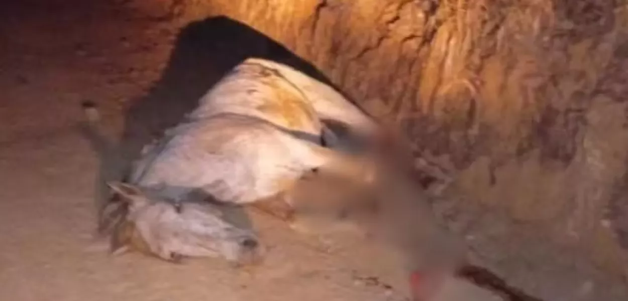 Cavalo morto no interior de SP