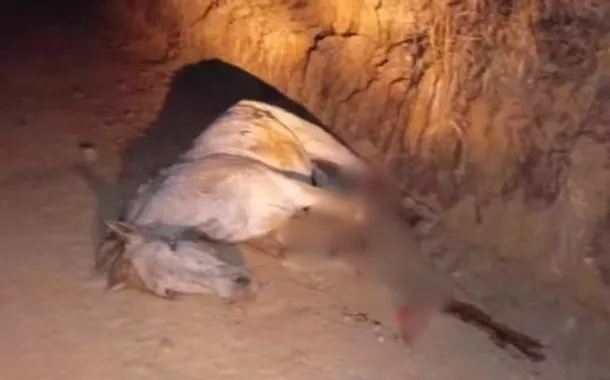 Cavalo morto no interior de SP
