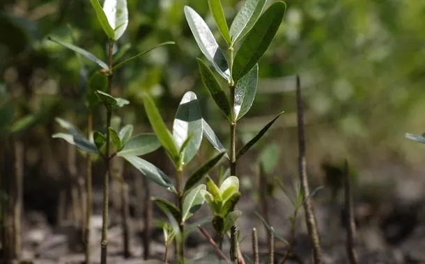 Novas mudas de mangue