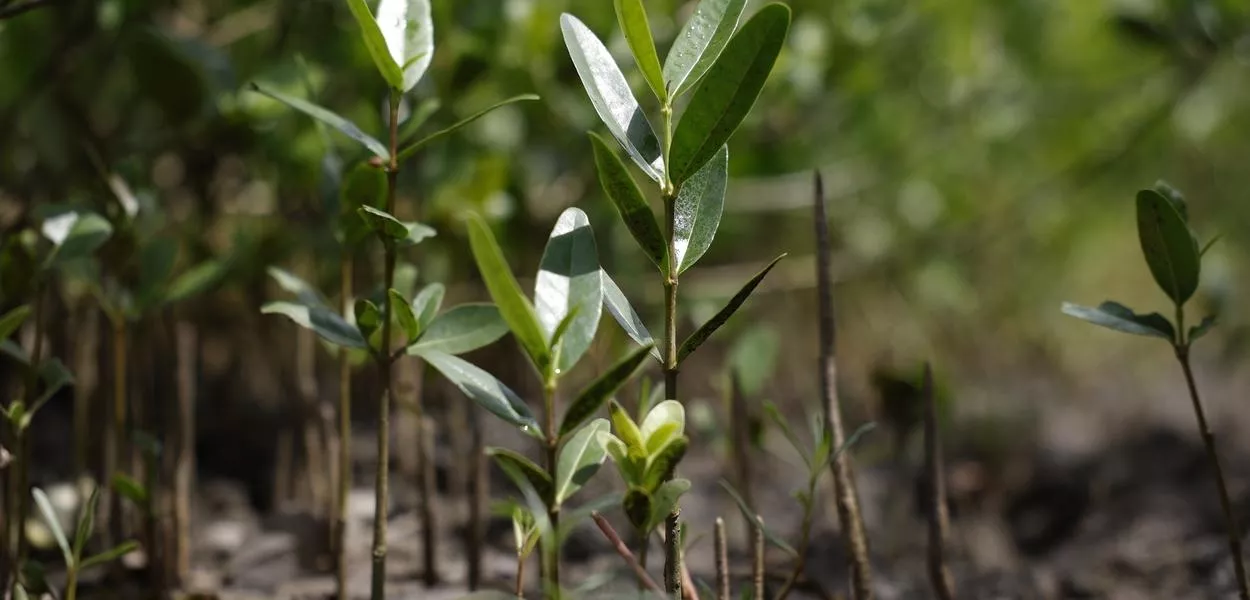 Novas mudas de mangue