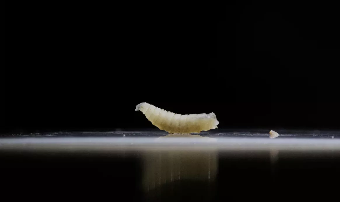 Mosca da bicheira