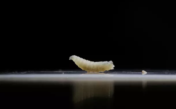 EUA confirmam primeiro caso humano de miíase associado a viagem e ligado a surto na América Central