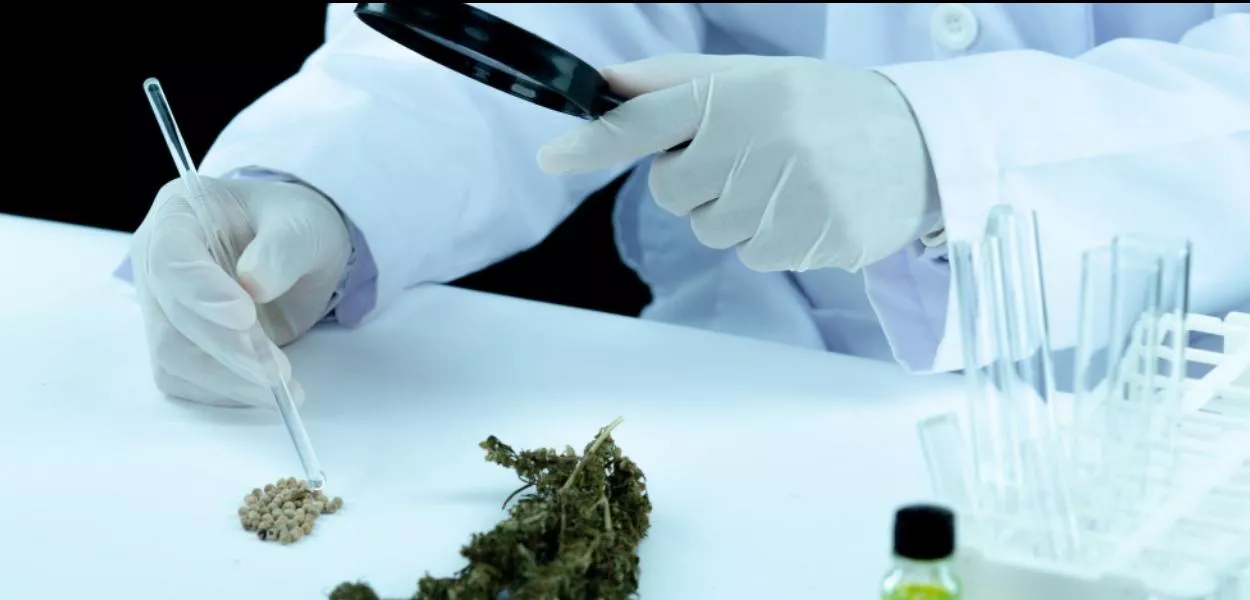 Pesquisa com Cannabis