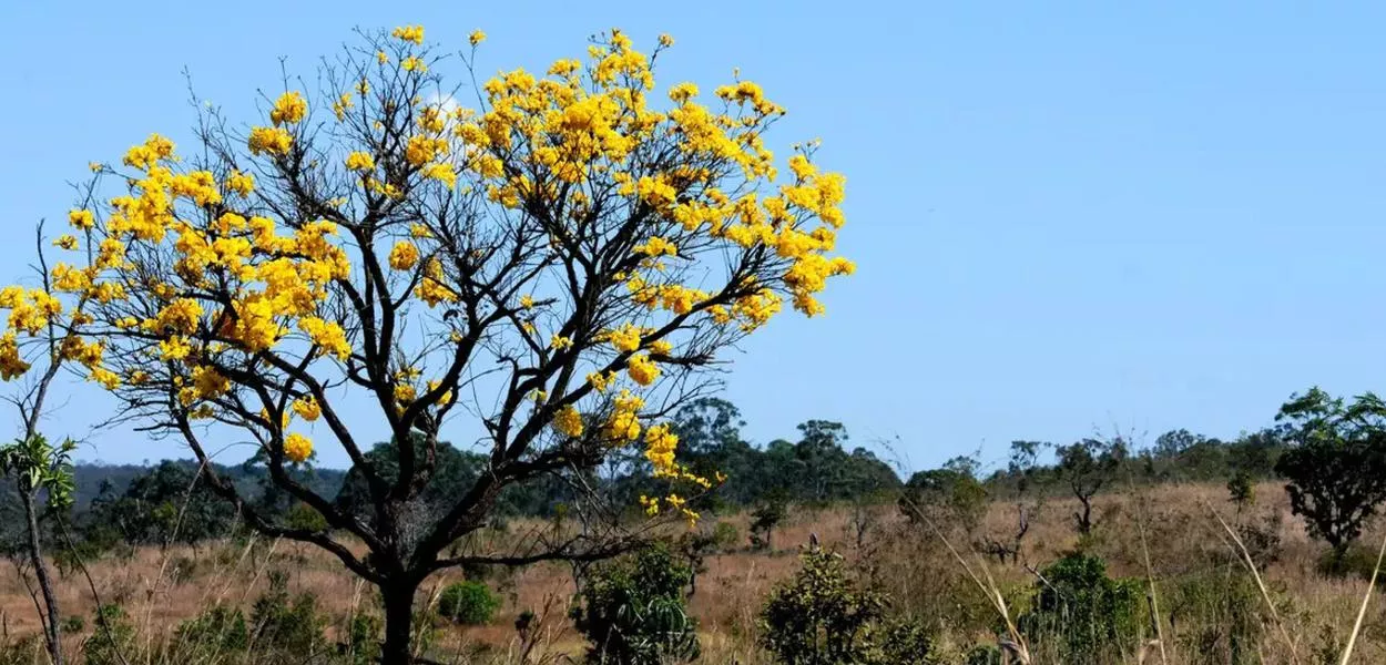 Redução histórica das queimadas: em agosto de 2025, o Brasil registrou 18.451 focos de calor, o menor número desde o início do monitoramento do Inpe em 1998