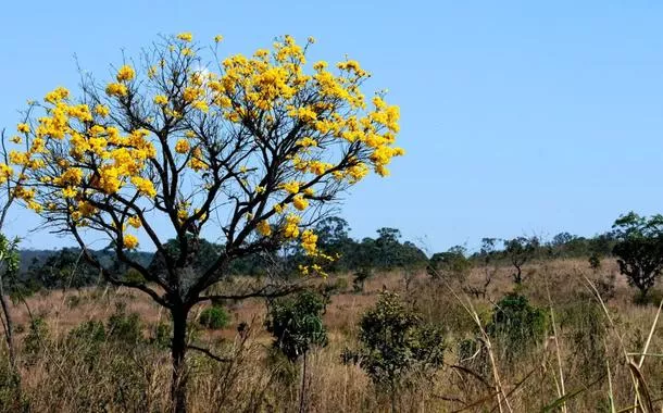 Governo destaca ações de preservação do Cerrado no dia dedicado ao bioma