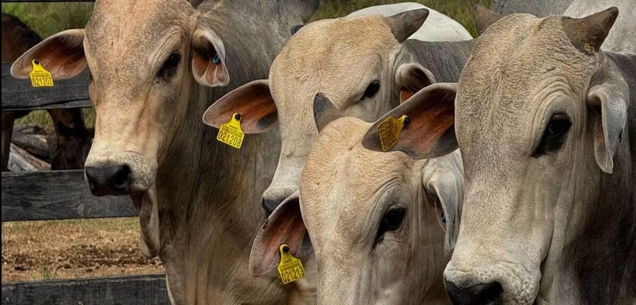 Fábrica da Friboi em Marabá recebe os primeiros bovinos com rastreabilidade individual no Pará