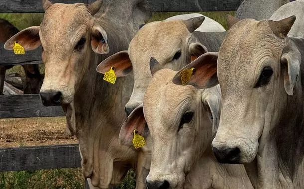 Fábrica da Friboi em Marabá recebe os primeiros bovinos com rastreabilidade individual no Pará