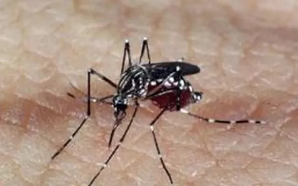 Aedes aegypti