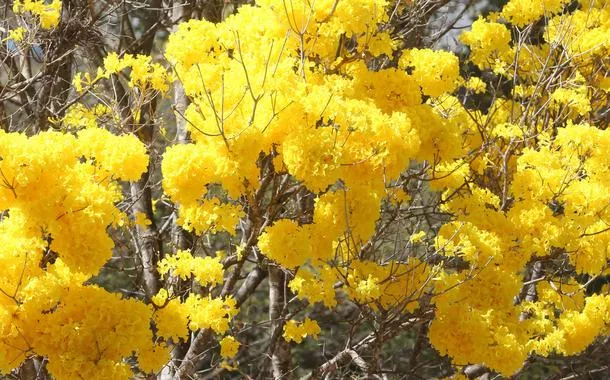 Ipê amarelo 