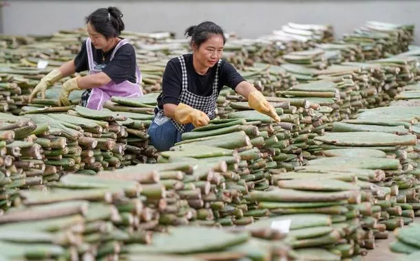 Agricultoras chinesas