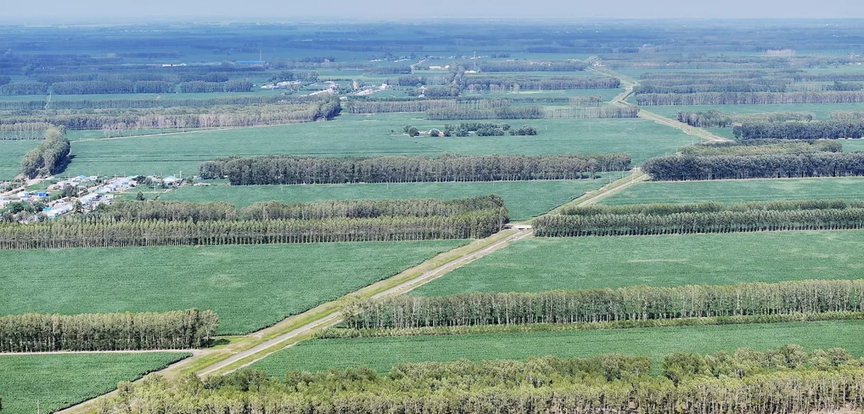 Maior deserto da China foi reflorestado no projeto Grande Muralha Verde