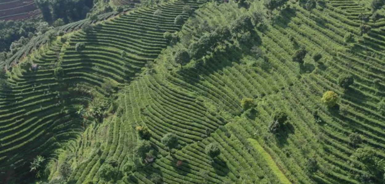 Cultivo do Chá Pu'er na região de Yunnan, na China