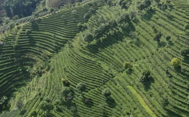 Cultivo do Chá Pu'er na região de Yunnan, na China
