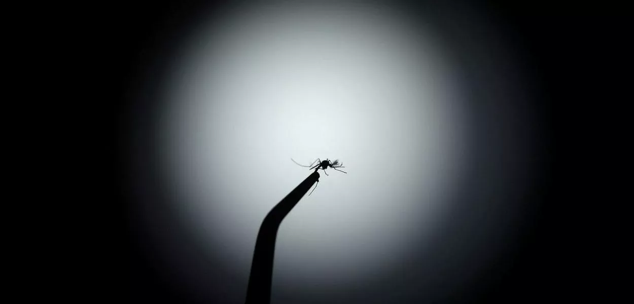 Mosquito Aedes aegypti infectado com a bacteria Wolbachia em laboratório da Fundação Oswaldo Cruz, no Rio de Janeiro