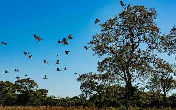 AGU obtém medidas judiciais para a preservação do Pantanal e Mata Atlântica