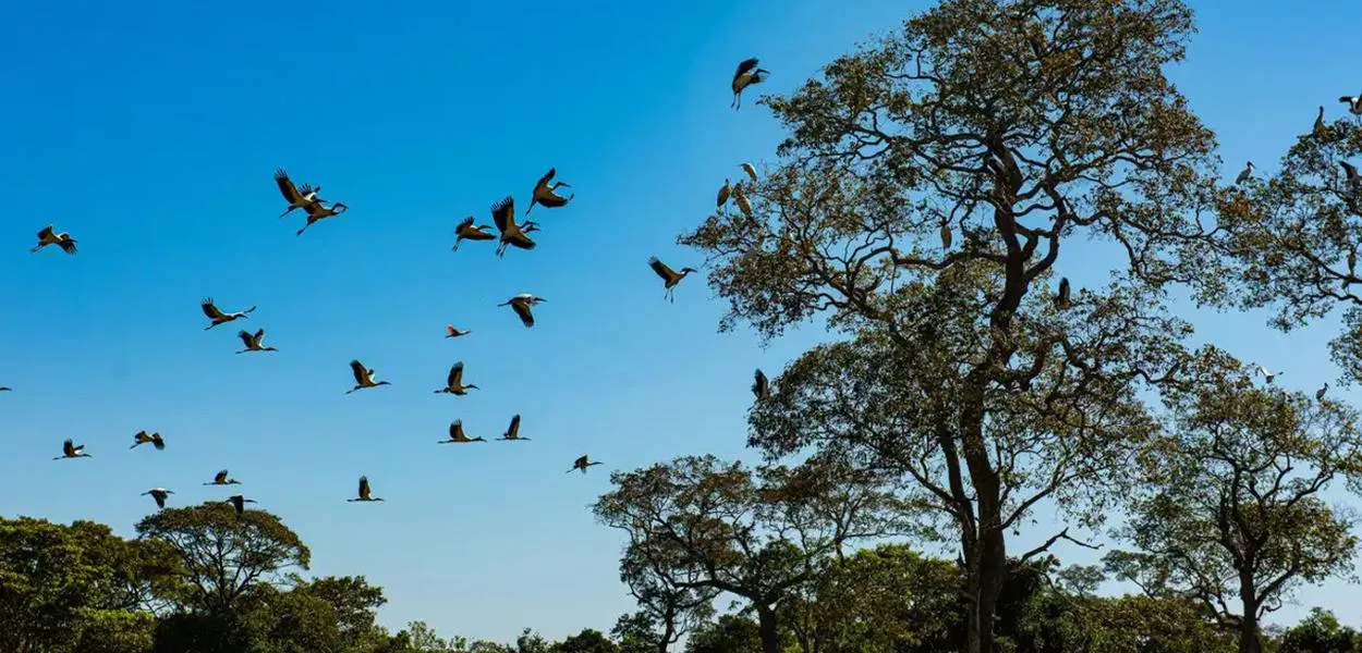 AGU obtém medidas judiciais para a preservação do Pantanal e Mata Atlântica