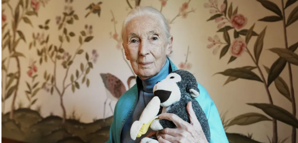 A primatologista, etóloga e antropóloga britânica Jane Goodall posa para uma foto na Embaixada Britânica em Buenos Aires, Argentina, 15 de agosto de 2024