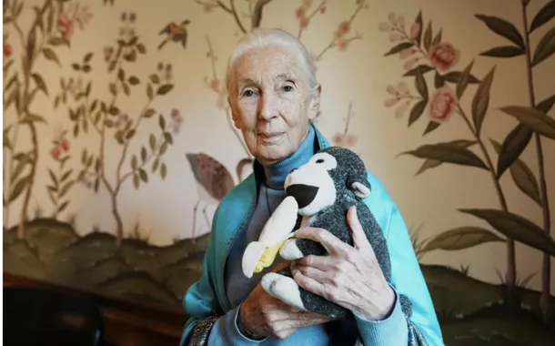 Defensora da vida selvagem e especialista em primatas, Jane Goodall morre aos 91 anos
