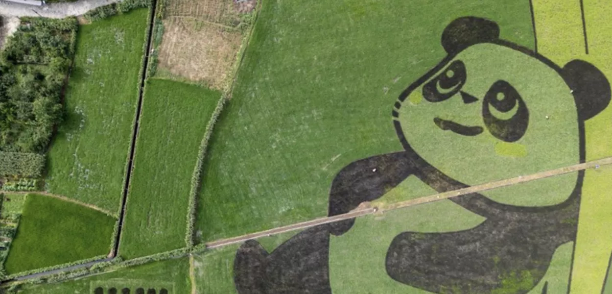 Arrozais criam imagem de panda gigante