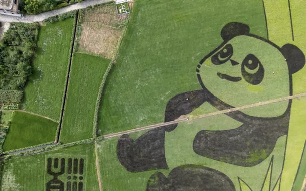 Arrozais em Chengdu formam imagem gigante de panda e encantam visitantes