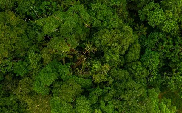 BNDES lança programa para impulsionar inovação em florestas nativas e ampliar produção sustentável de madeira tropical
