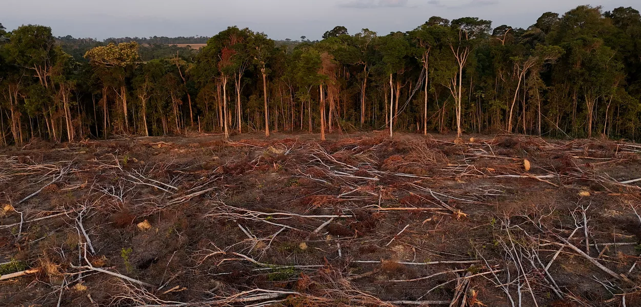 Desmatamento de terra para plantio de soja em Santarém, Pará