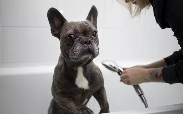 Empreendedor de Brasília conquista clientes ao transformar o banho dos pets em experiência de carinho e confiança