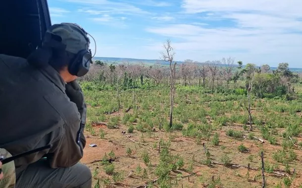 PF faz operação conjunta com Paraguai para erradicar plantações de maconha