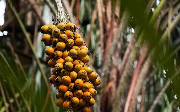 Empresas amazônicas unem tecnologia e saber tradicional para valorizar a floresta