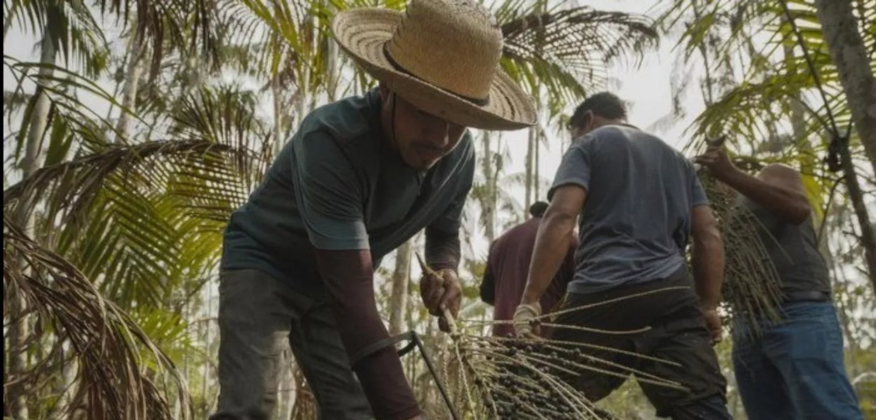 Programa Florestas Produtivas propõe dar resposta a grandes desafios do país, seja o aumento da oferta de alimentos, o aumento da geração de renda para as famílias rurais.