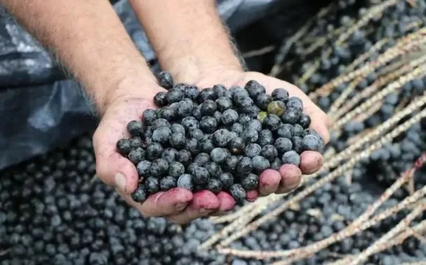 Fundo Amazônia destina R$ 96,6 milhões a projeto ligado à sociobioeconomia