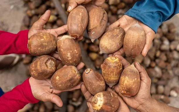 Indústria do babaçu impulsiona renda e sustentabilidade no Maranhão