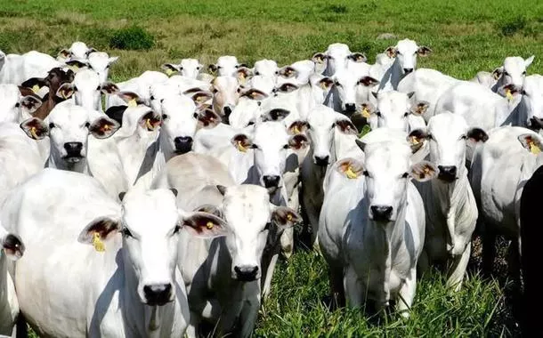 Produção de carnes deve bater novo recorde no país em 2026