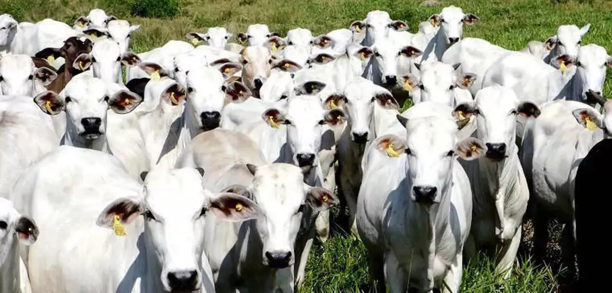 Produção de carnes deve bater novo recorde no país em 2026