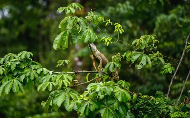 Fundo Amazônia fecha 2024 com recorde de R$ 930 milhões em novos projetos