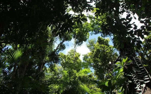 BNDES investe em fundos verdes para acelerar a economia de baixo carbono