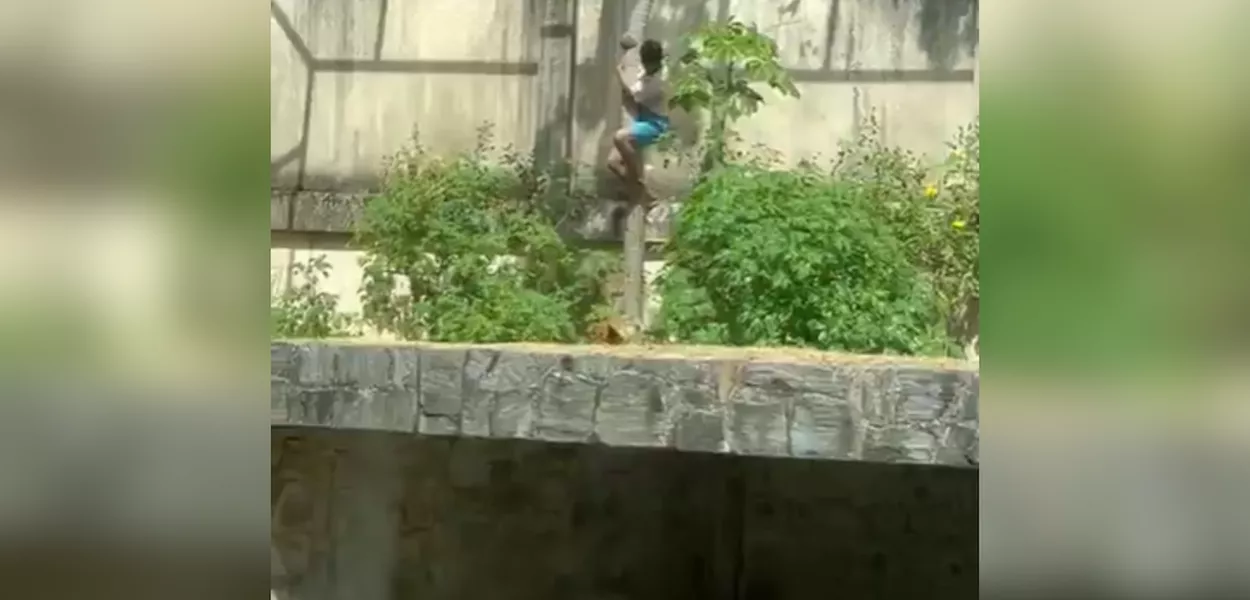 Leoa ataca e mata homem que invadiu jaula no zoológico de joão Pessoa