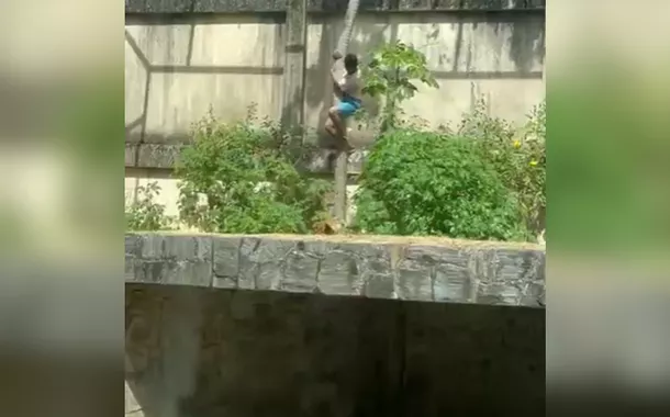 Leoa ataca e mata homem que invadiu jaula no zoológico de joão Pessoa