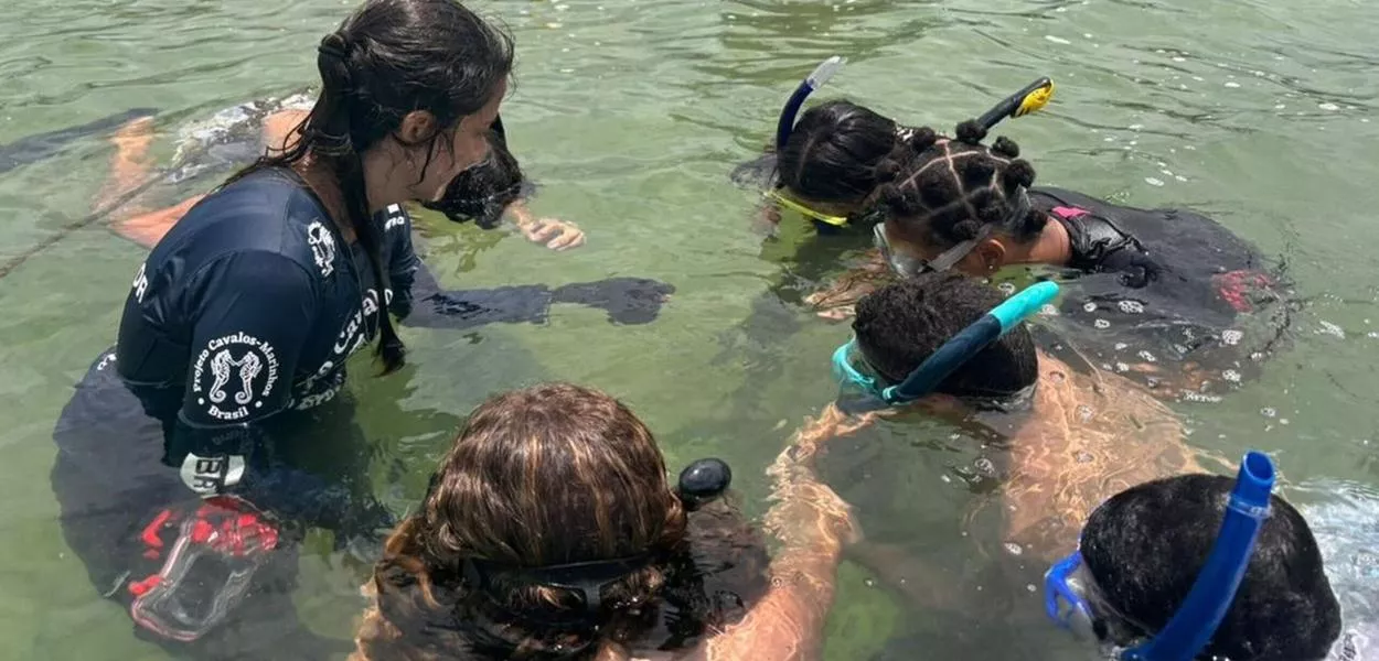 Observação de cavalos-marinhos