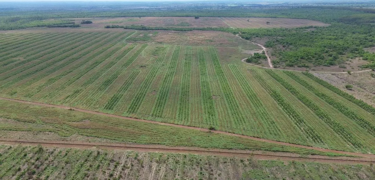 Área de reflorestamento