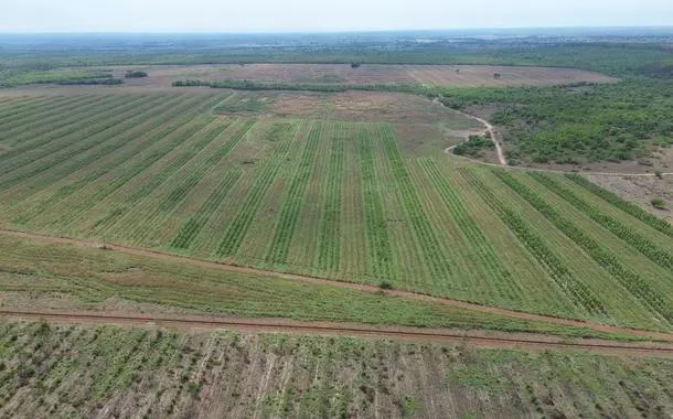 Área de reflorestamento