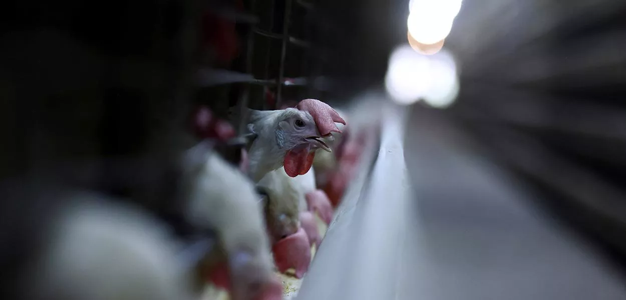 Granja no Rio Grande do Sul