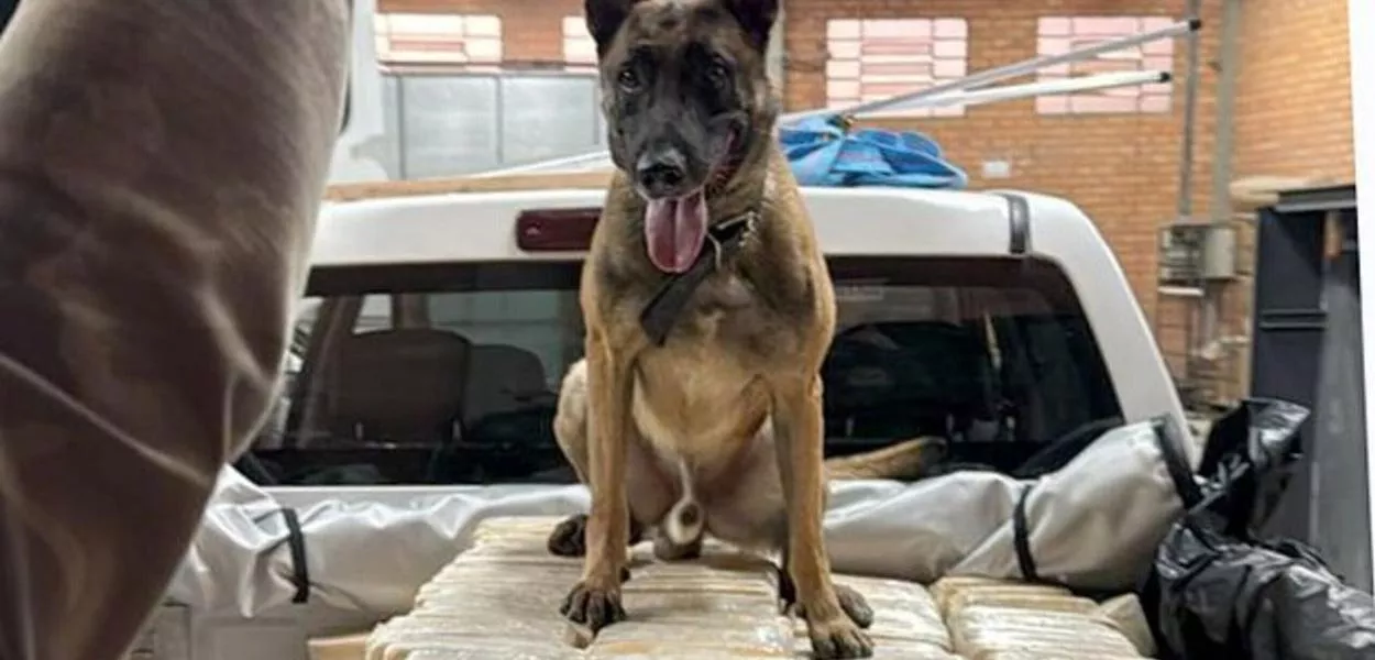 PF apreende mais de 600kg de cocaína em Blumenau