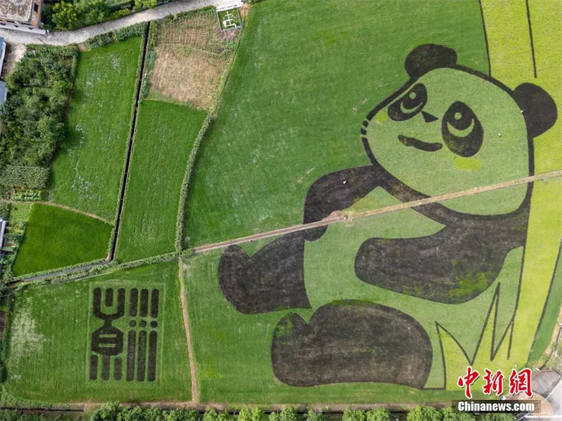 Em Chengdu, na China, arrozais formam imagem de "panda gigante"