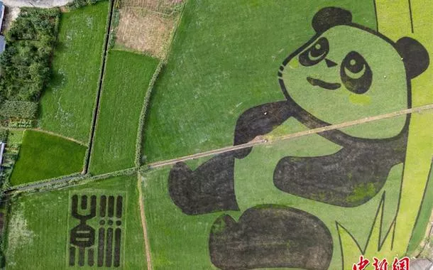 Em Chengdu, na China, arrozais formam imagem de "panda gigante"
