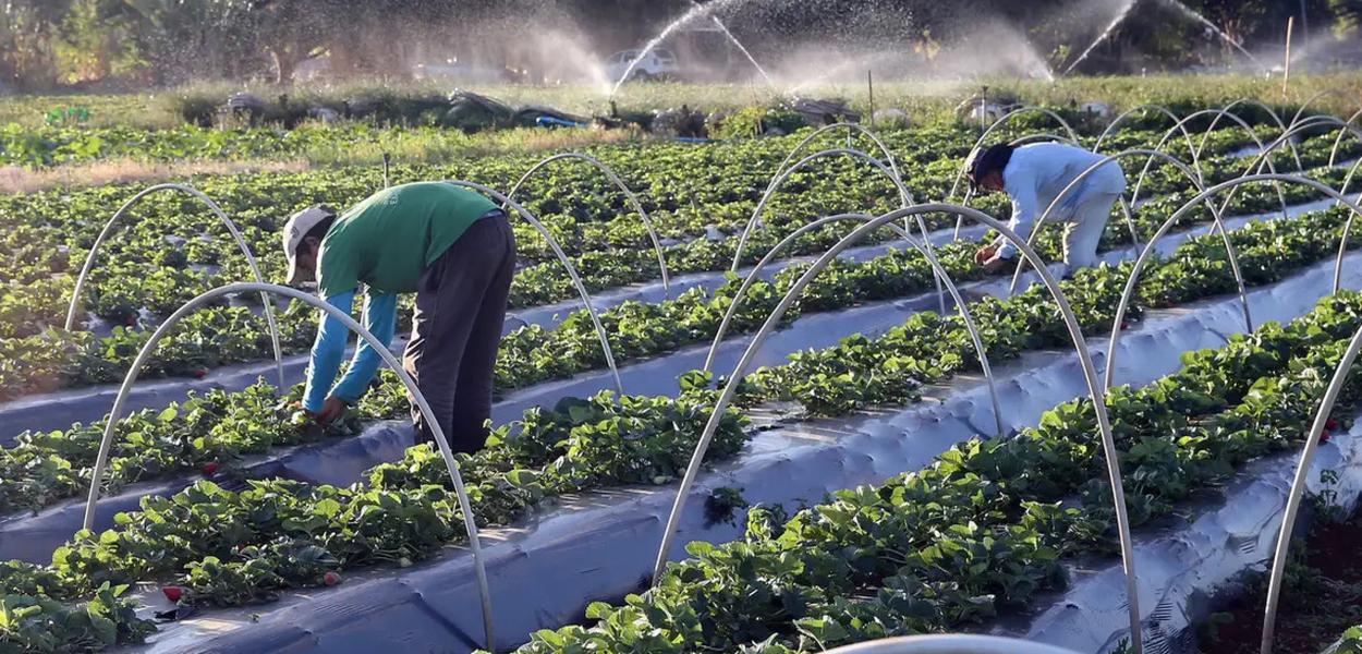 Estudo do Ipea aponta que Pronaf elevou em 18% valor bruto da produção na agricultura familiar