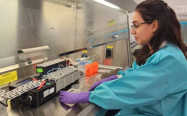 Pesquisadores analisam modelos cerebrais em laboratório para estudar doenças neurológicas e envelhecimento