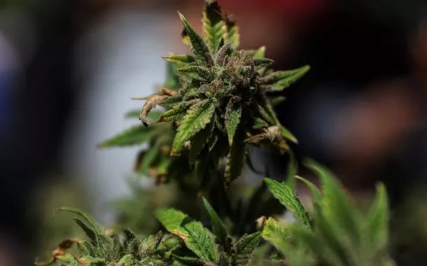 Planta de maconha - 20/04/2023