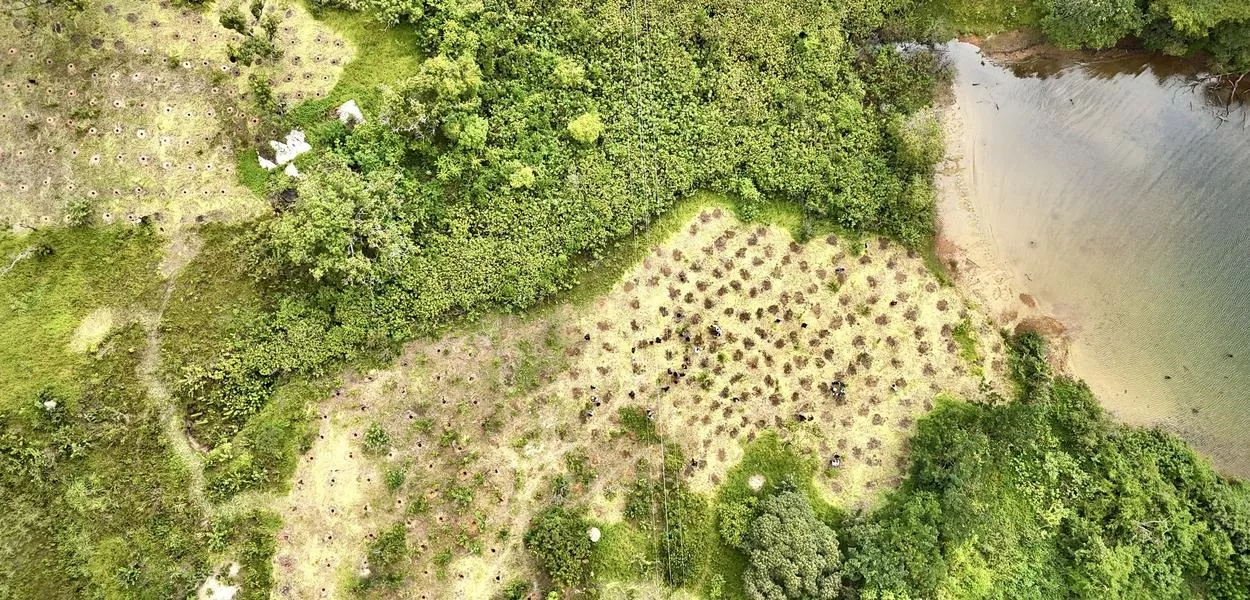 Plantio de mudas nativas na Serrinha do Paranoá (DF)